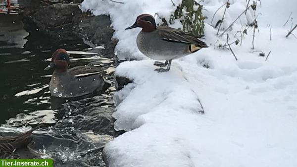 Bild 3: Enten - Zierenten - Wasserziergeflügel Nachzucht abzugeben