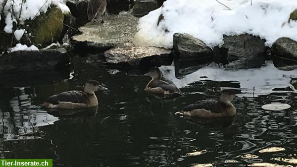 Bild 4: Enten - Zierenten - Wasserziergeflügel Nachzucht abzugeben