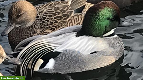 Bild 5: Enten - Zierenten - Wasserziergeflügel Nachzucht abzugeben