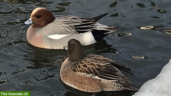 Bild 6: Enten - Zierenten - Wasserziergeflügel Nachzucht abzugeben