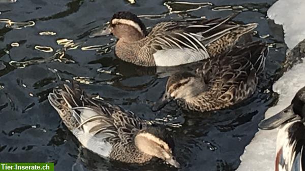 Bild 7: Enten - Zierenten - Wasserziergeflügel Nachzucht abzugeben