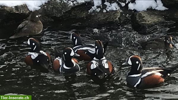 Bild 8: Enten - Zierenten - Wasserziergeflügel Nachzucht abzugeben