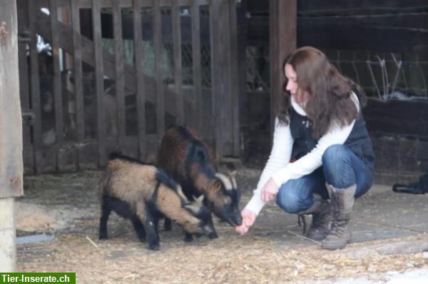 Bild 2: Mobile Tierkinesiologie / Tiertherapien