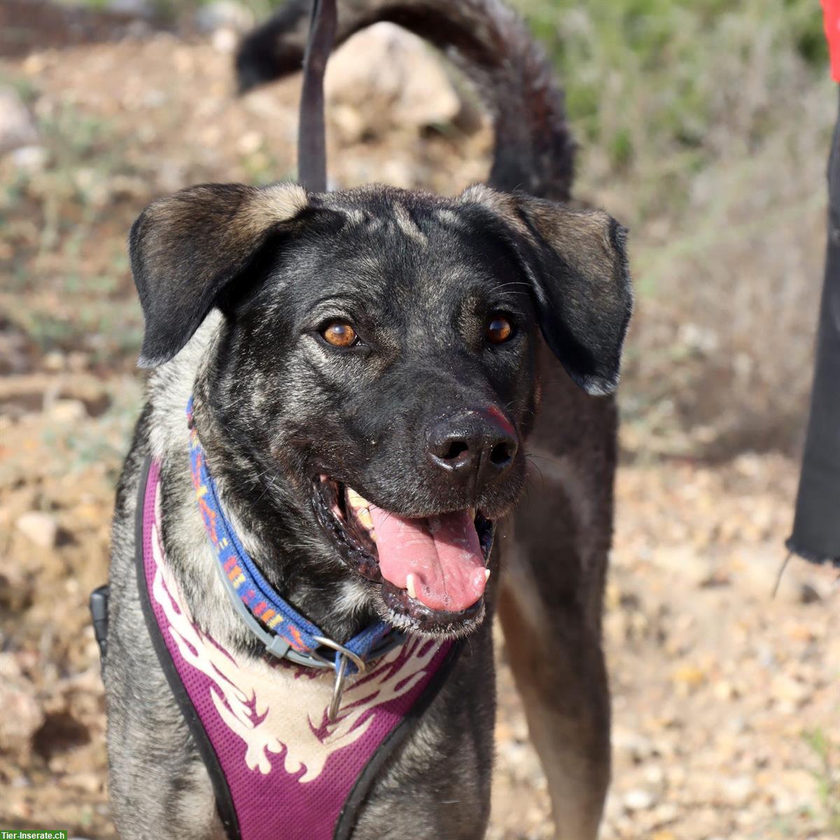 Bild 10: XXL-Mischlingsrüde Lobo aus Spanien sucht aktives Zuhause