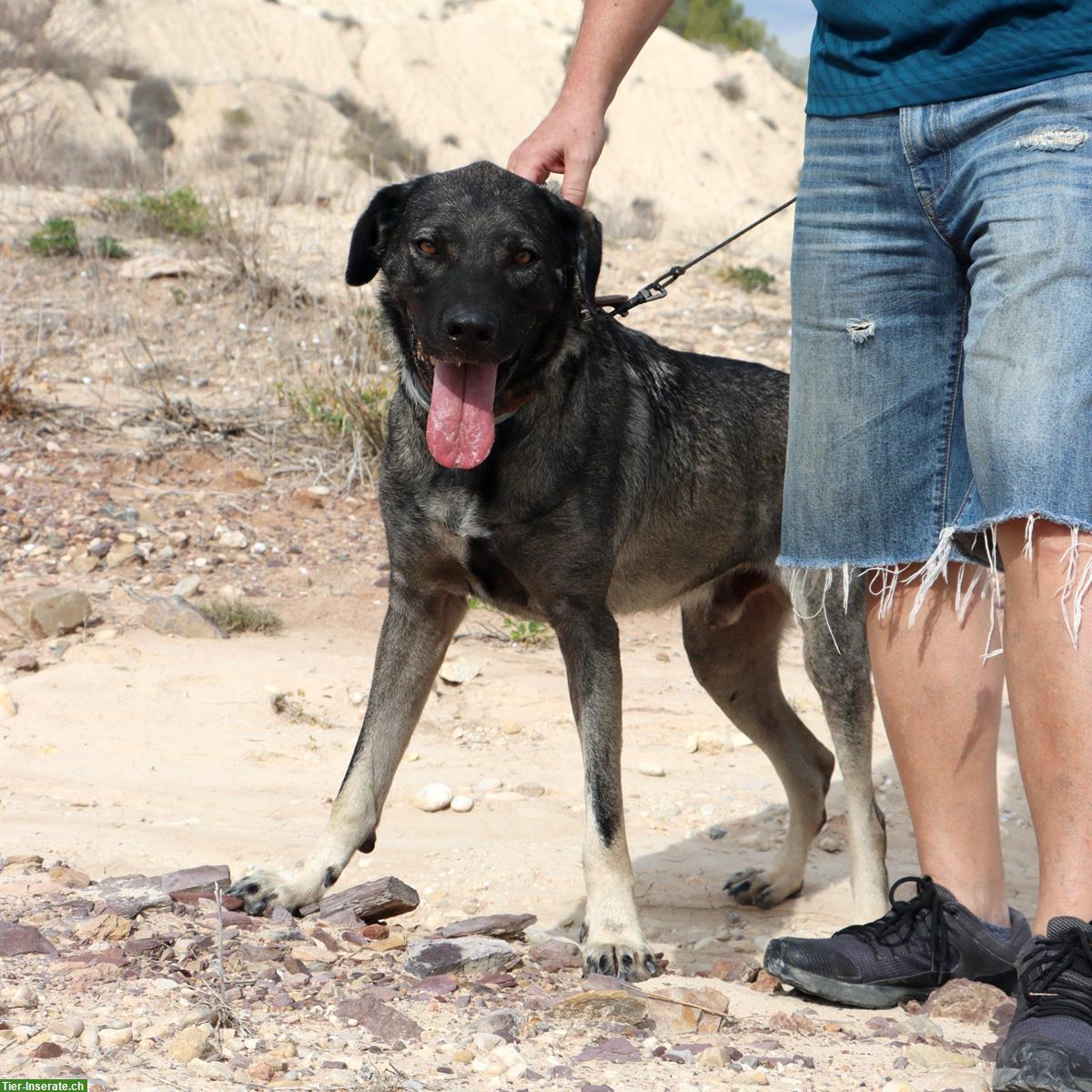 Bild 2: XXL-Mischlingsrüde Lobo aus Spanien sucht aktives Zuhause