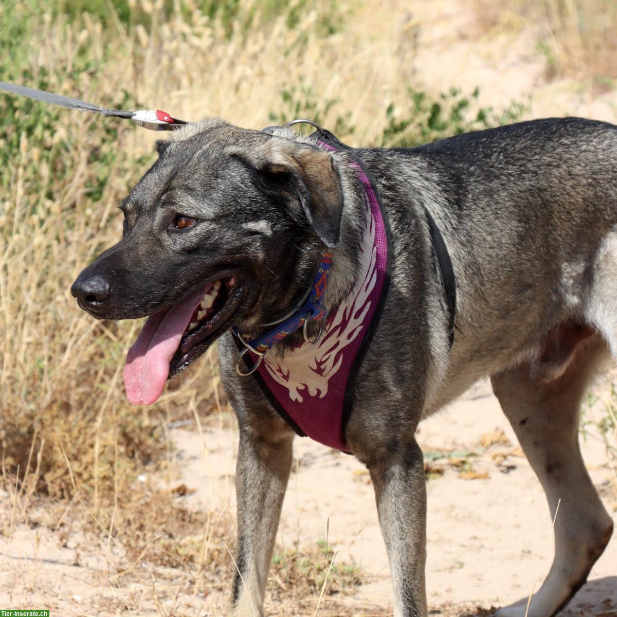 Bild 9: XXL-Mischlingsrüde Lobo aus Spanien sucht aktives Zuhause