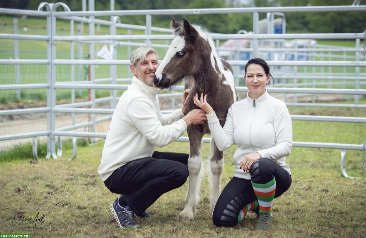 Bild 10: Irish Cob Zucht | wir stellen uns vor...