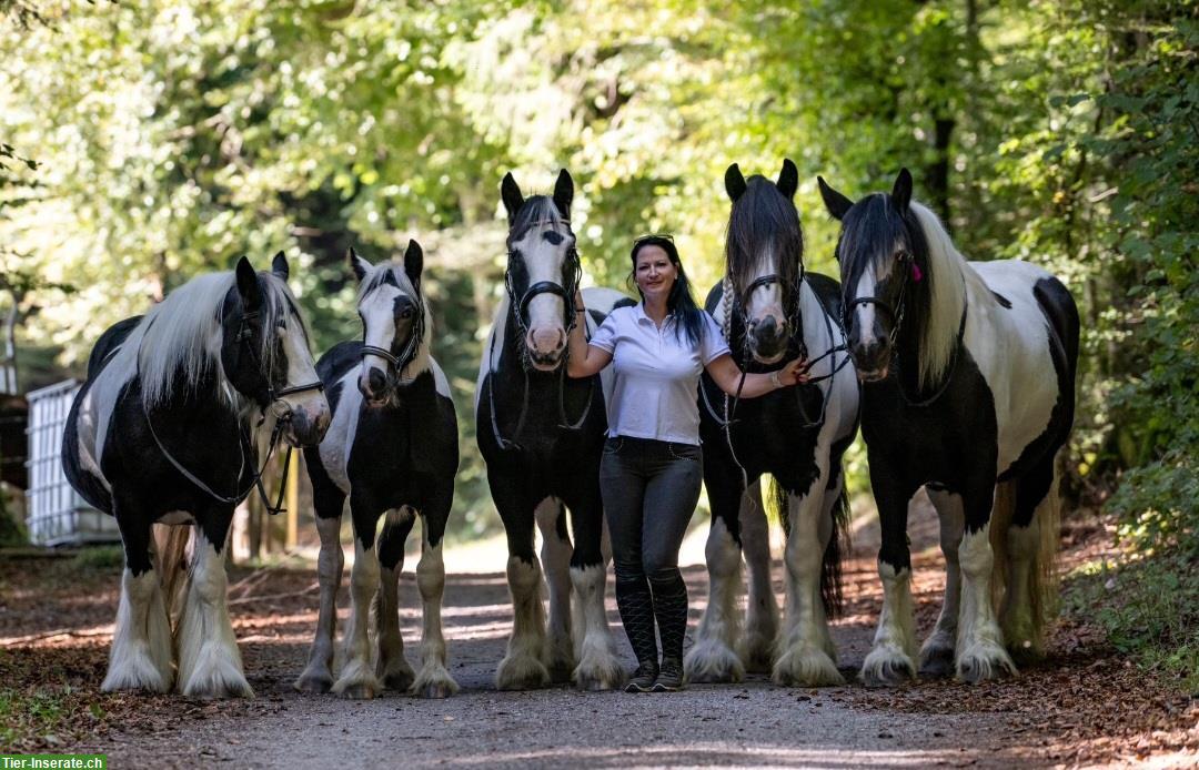 Bild 2: Irish Cob Zucht | wir stellen uns vor...