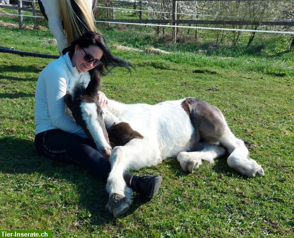 Bild 3: Irish Cob Zucht | wir stellen uns vor...