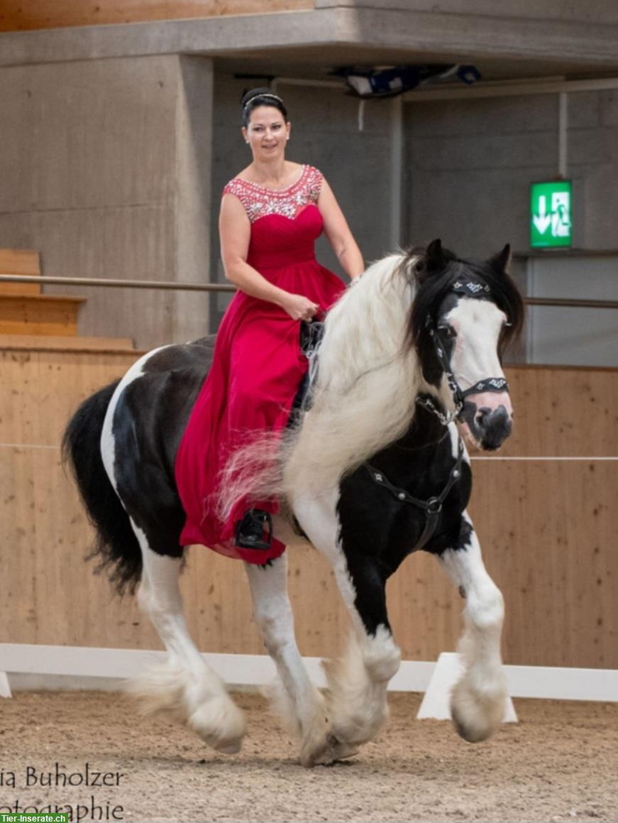 Bild 4: Irish Cob Zucht | wir stellen uns vor...