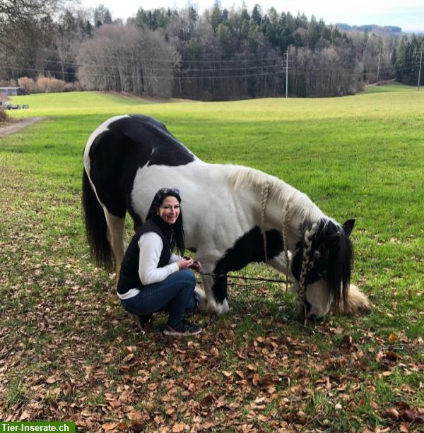 Bild 5: Irish Cob Zucht | wir stellen uns vor...