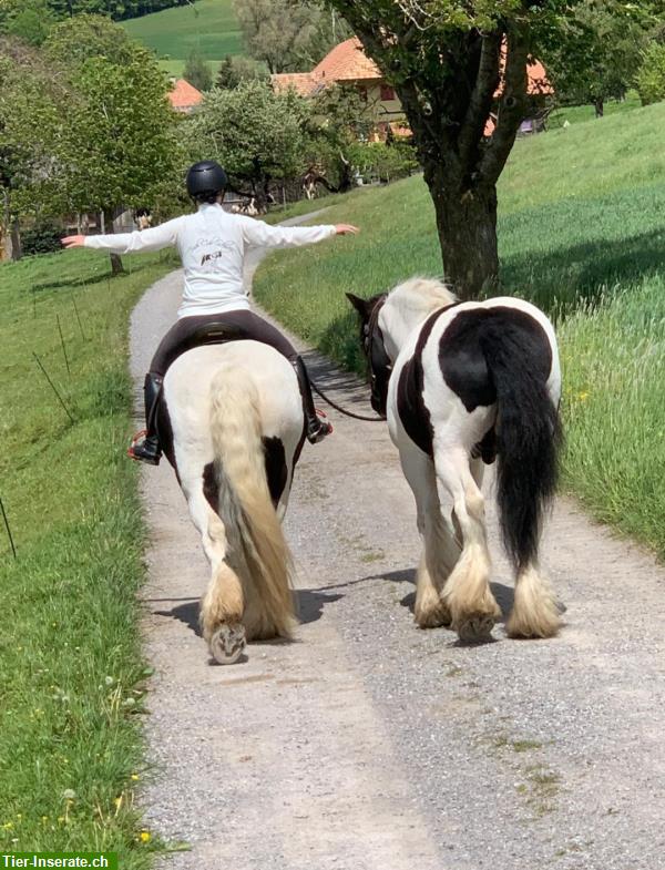 Bild 7: Irish Cob Zucht | wir stellen uns vor...