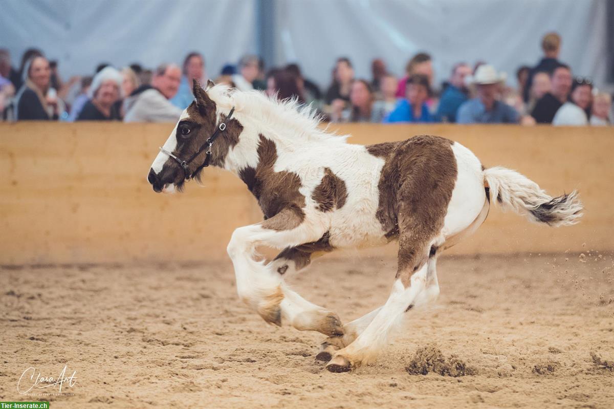 Bild 9: Irish Cob Zucht | wir stellen uns vor...