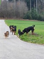 Tages und Ferienplätze für Hunde auf der Grünau