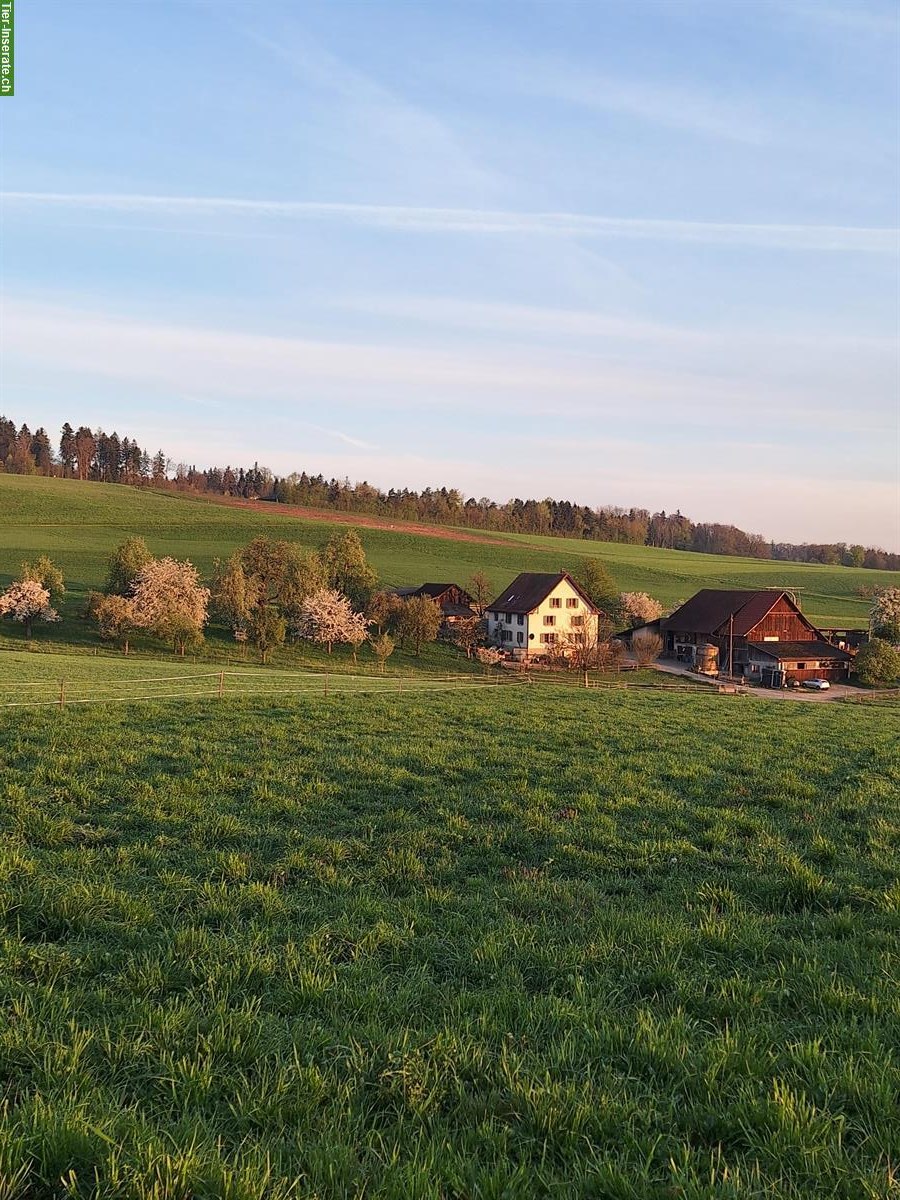 Bild 3: Tages und Ferienplätze für Hunde auf der Grünau