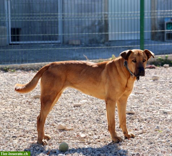 Bild 3: Zurückhaltende Hündin Lucy ist bereit für ihr Für-immer-Zuhause