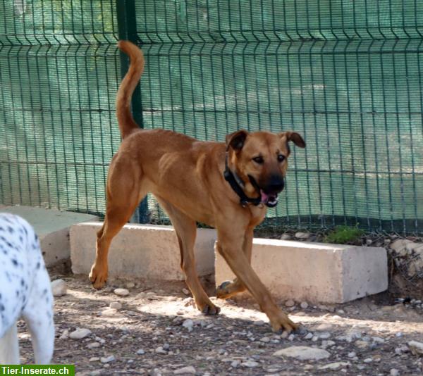 Bild 8: Zurückhaltende Hündin Lucy ist bereit für ihr Für-immer-Zuhause