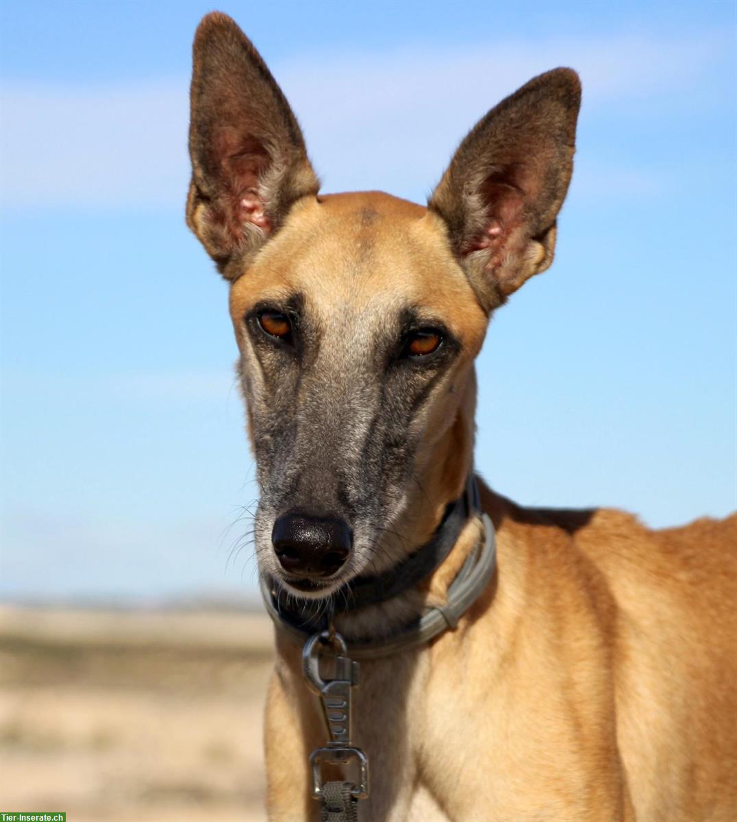 Richard, Malinois-Galgo Mischlingsrüde, möchte gefordert werden