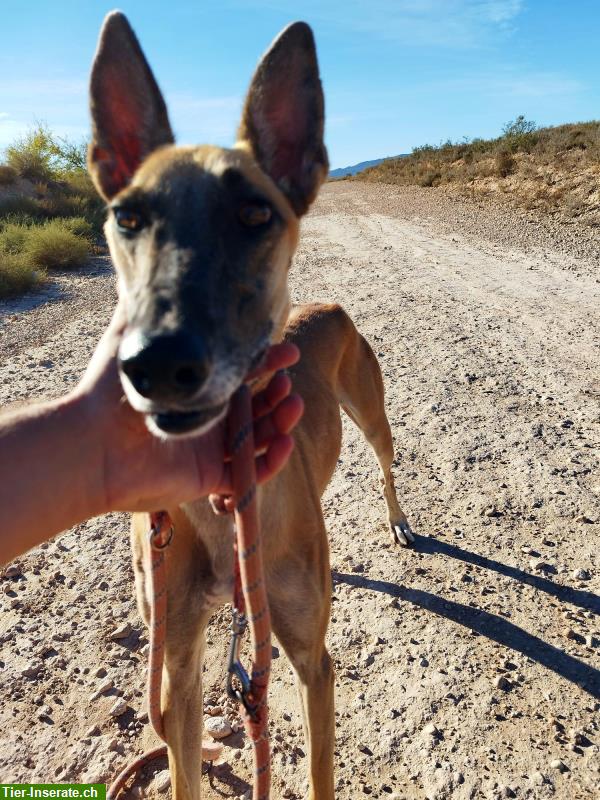 Bild 3: Richard, Malinois-Galgo Mischlingsrüde, möchte gefordert werden