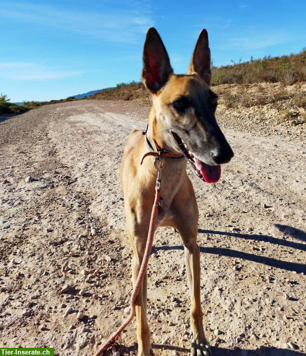 Bild 4: Richard, Malinois-Galgo Mischlingsrüde, möchte gefordert werden