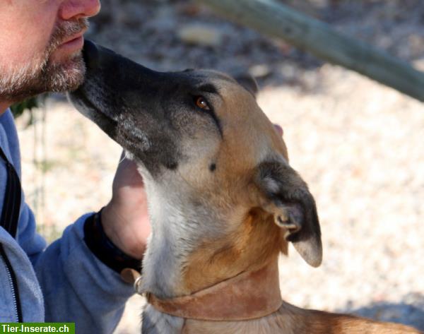 Bild 5: Richard, Malinois-Galgo Mischlingsrüde, möchte gefordert werden