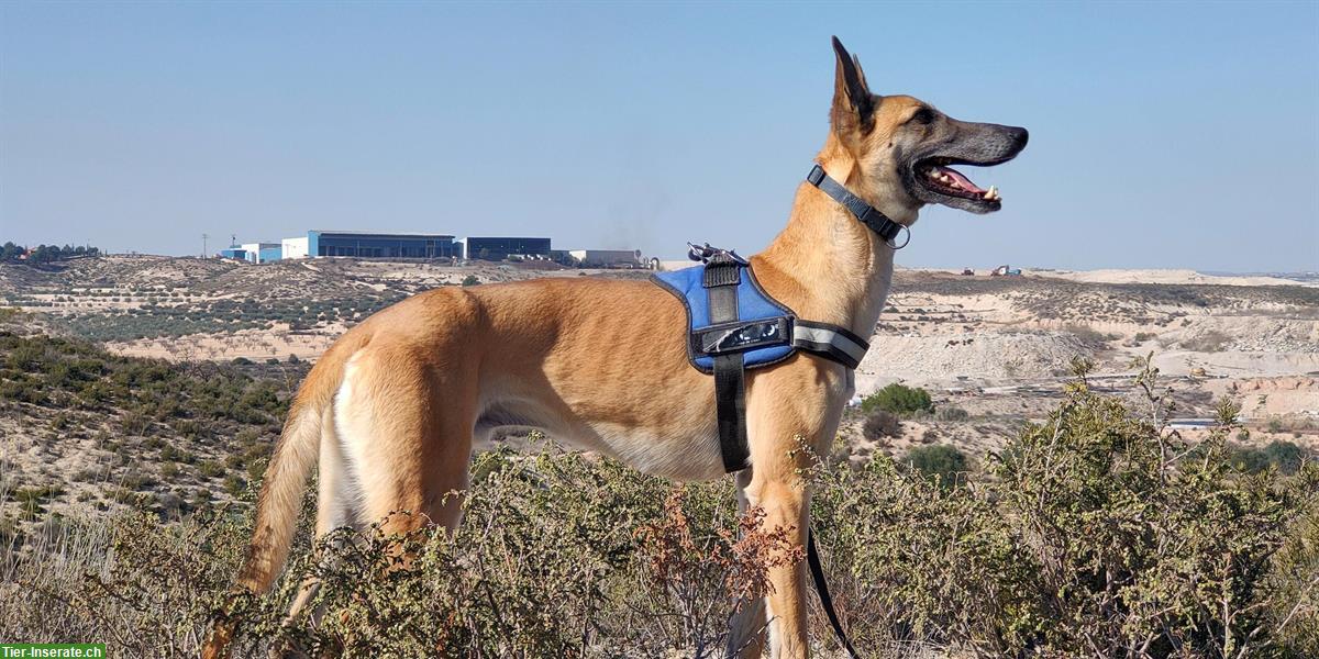 Bild 6: Richard, Malinois-Galgo Mischlingsrüde, möchte gefordert werden