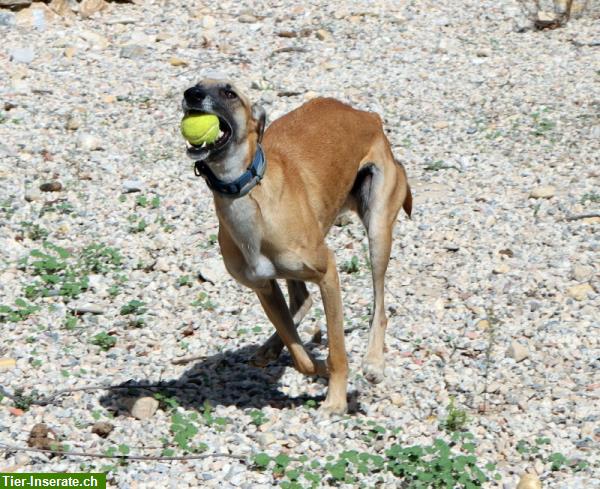 Bild 7: Richard, Malinois-Galgo Mischlingsrüde, möchte gefordert werden