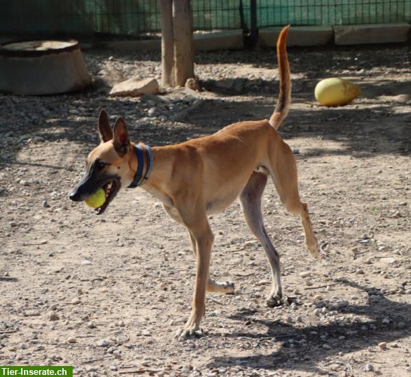 Bild 8: Richard, Malinois-Galgo Mischlingsrüde, möchte gefordert werden