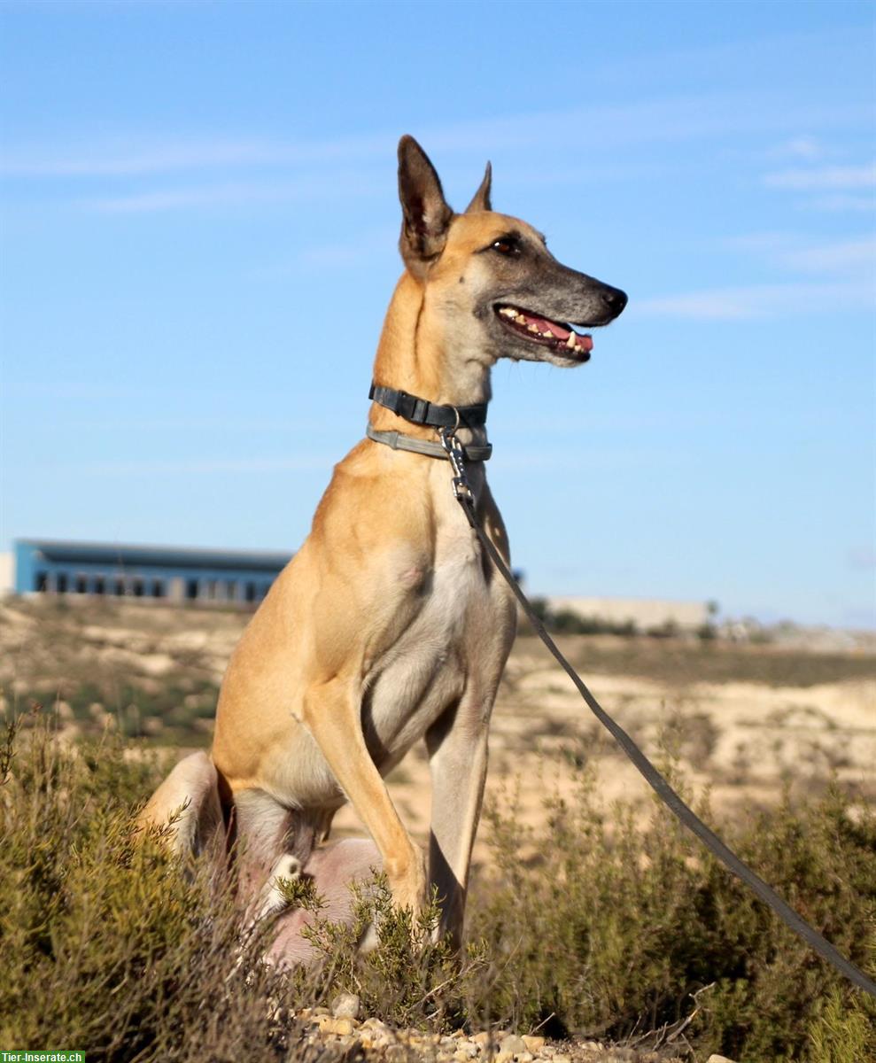 Bild 9: Richard, Malinois-Galgo Mischlingsrüde, möchte gefordert werden