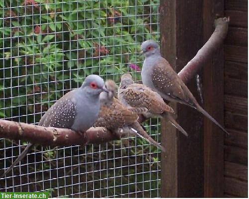 Bild 2: Lach- & Diamanttauben zu verkaufen