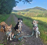 Liebevolle Hundetagesbetreuung, Umgebung Wetzikon, ZH-Oberland