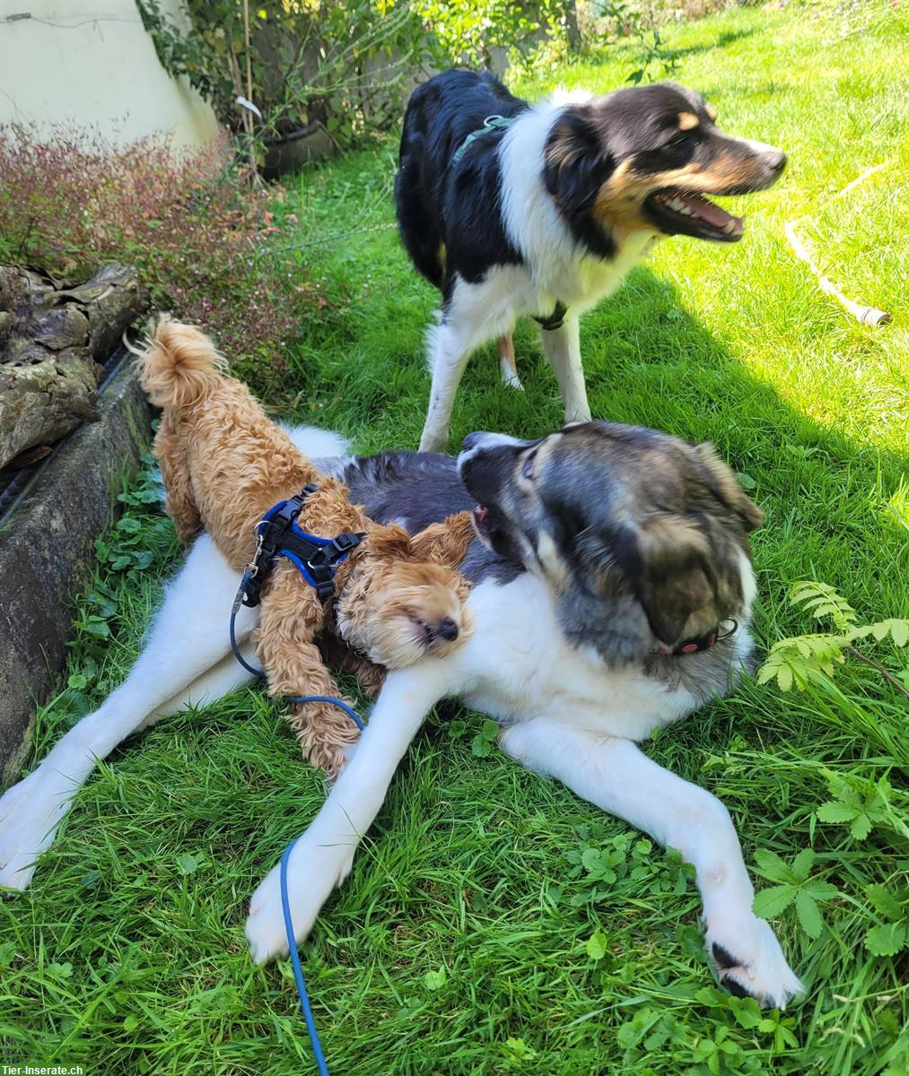 Bild 2: Liebevolle Hundetagesbetreuung, Umgebung Wetzikon, ZH-Oberland