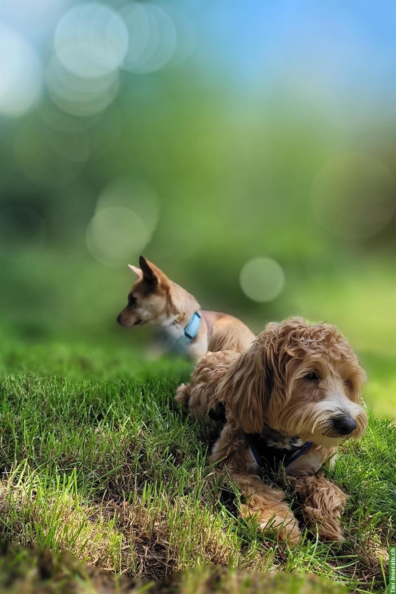 Bild 3: Liebevolle Hundetagesbetreuung, Umgebung Wetzikon, ZH-Oberland