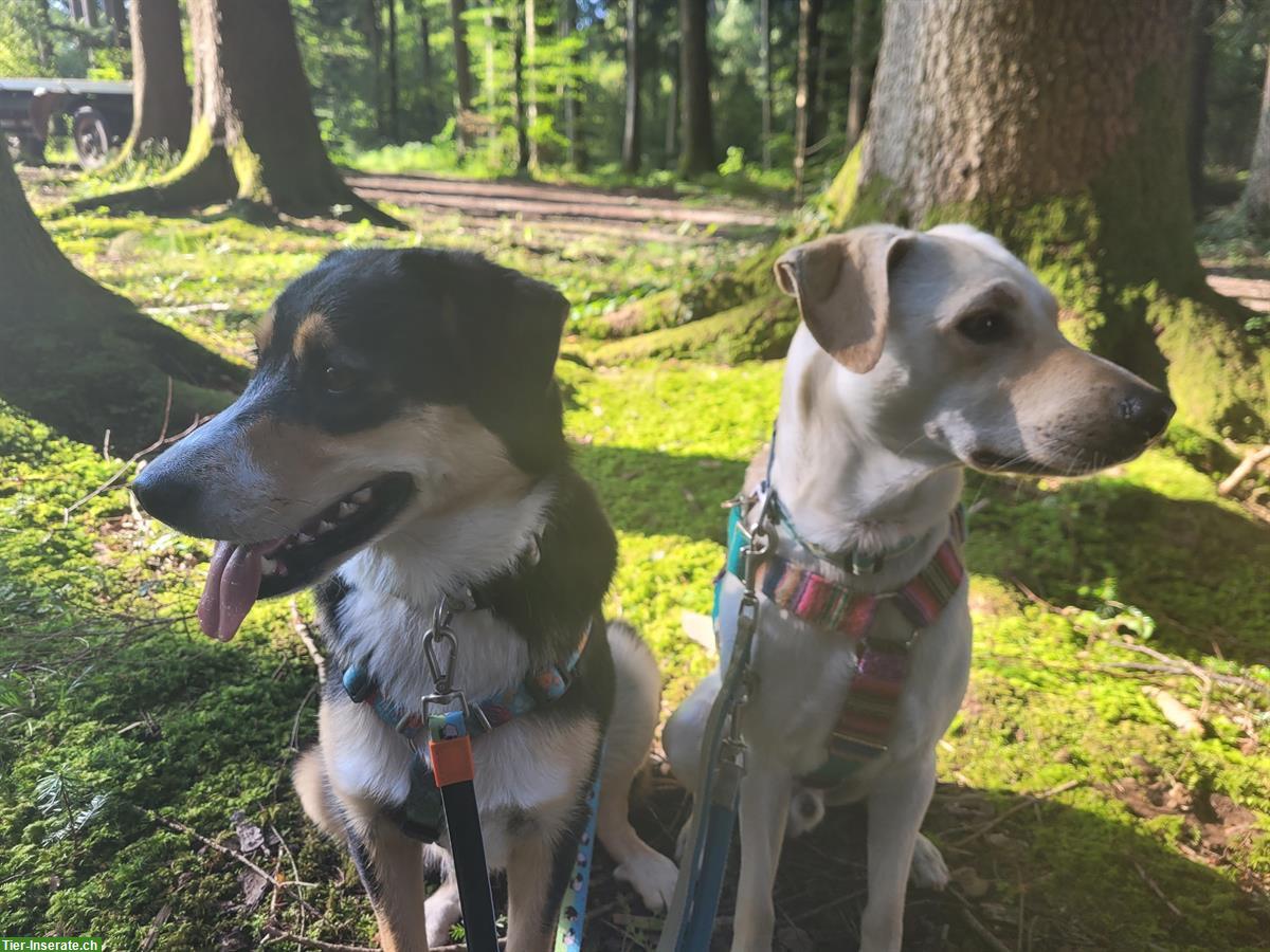 Bild 5: Liebevolle Hundetagesbetreuung, Umgebung Wetzikon, ZH-Oberland