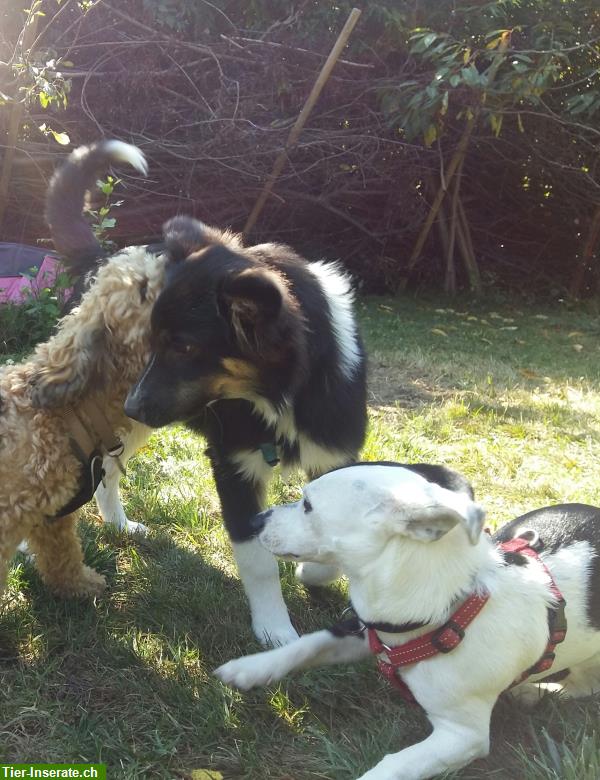 Bild 6: Liebevolle Hundetagesbetreuung, Umgebung Wetzikon, ZH-Oberland