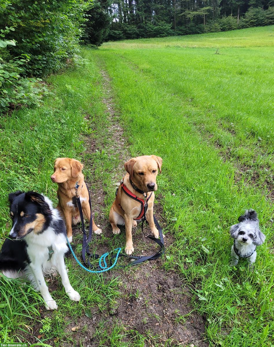 Bild 7: Liebevolle Hundetagesbetreuung, Umgebung Wetzikon, ZH-Oberland