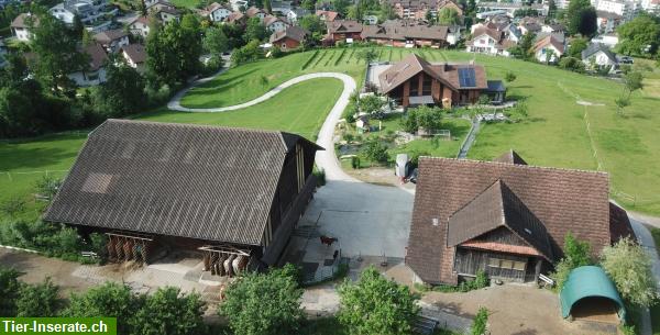 Freie Plätze sowie ein Patz für Beritt Pferd in 6010 Kriens