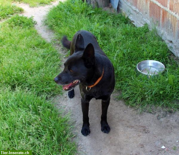 Bild 3: Cygan, lieber Hundesenior, sucht Einzelplatz für den Lebensabend