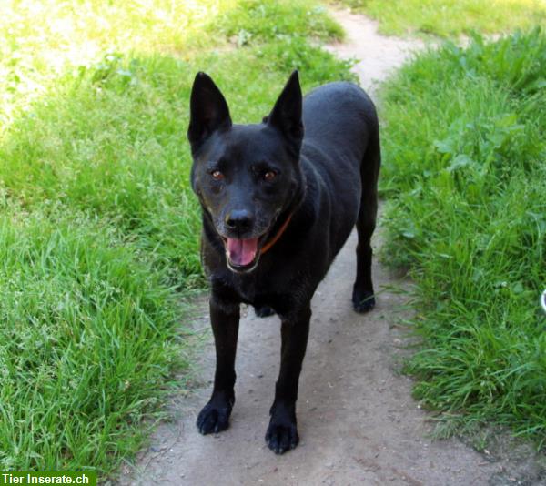 Bild 4: Cygan, lieber Hundesenior, sucht Einzelplatz für den Lebensabend