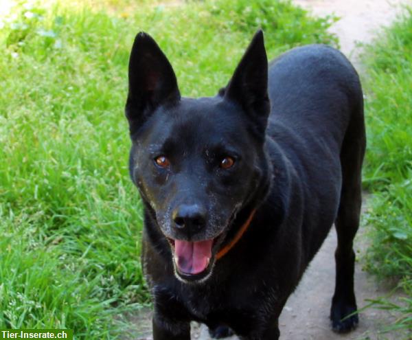 Bild 5: Cygan, lieber Hundesenior, sucht Einzelplatz für den Lebensabend