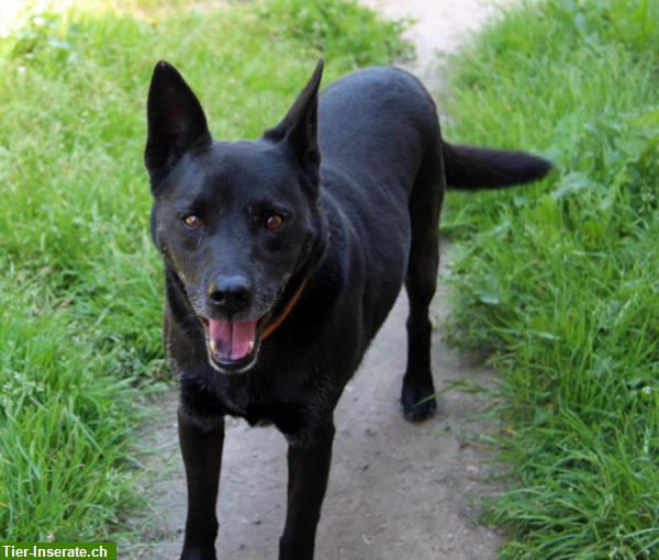 Bild 6: Cygan, lieber Hundesenior, sucht Einzelplatz für den Lebensabend