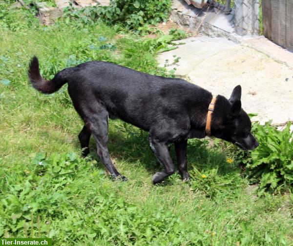 Bild 7: Cygan, lieber Hundesenior, sucht Einzelplatz für den Lebensabend