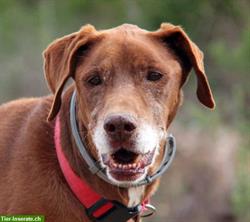 Ron, ruhiger lieber Hundesenior sucht gemütliches Zuhause