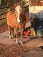 Tolle Haflinger Stute sucht Pflege-/Spazierbeteiligung in 8311 Brütten