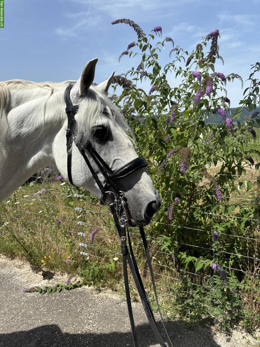 Vermittlung & Ausbildung von Lusitanos und PRE's für Freizeit & Sport