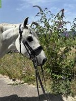 Vermittlung & Ausbildung von Lusitanos und PRE's für Freizeit & Sport