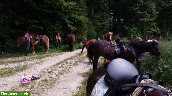 Bild 3: Reitlager mit Islandpferden im Aargau