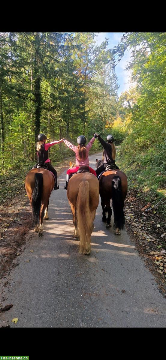 Reitunterricht für Kinder und Erwachsene