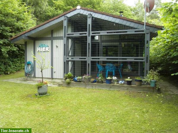 Bild 4: Ferienhaus Mau & Wau - Waldhessen - Hunde & Katzen willkommen!