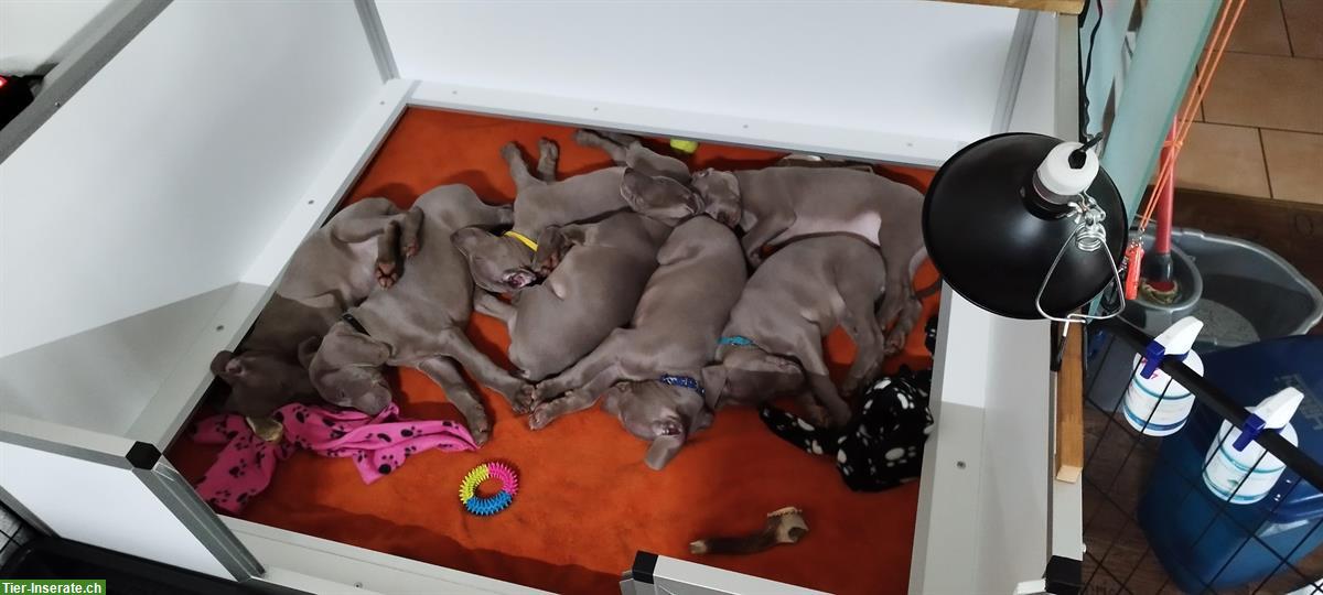 Weimaraner Welpen Zwinger from Spirit-of-Eywa